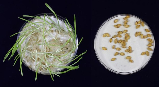 【岡山大学】ゲノム編集技術によってオオムギの種子休眠の長さを調節することに成功！～ビール醸造に適した穂発芽に強いオオムギの開発に期待～のサブ画像3