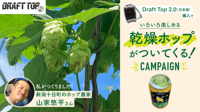 ビール缶オープナー「Draft Top 2.0」を購入された方に採れたて乾燥ホップをプレゼント【数量限定】のメイン画像