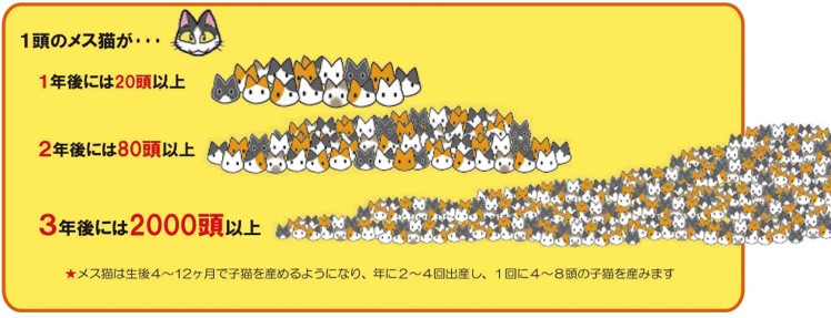 「ふるなび」で、長野県佐久市が飼い主のいない猫たちの大切な命を救うことを目的としたを目的としたクラウドファンディングプロジェクトへの寄附受付を開始。のサブ画像2