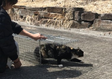 「ふるなび」で、長野県佐久市が飼い主のいない猫たちの大切な命を救うことを目的としたを目的としたクラウドファンディングプロジェクトへの寄附受付を開始。のサブ画像3_保護した猫を元の場所に戻す様子