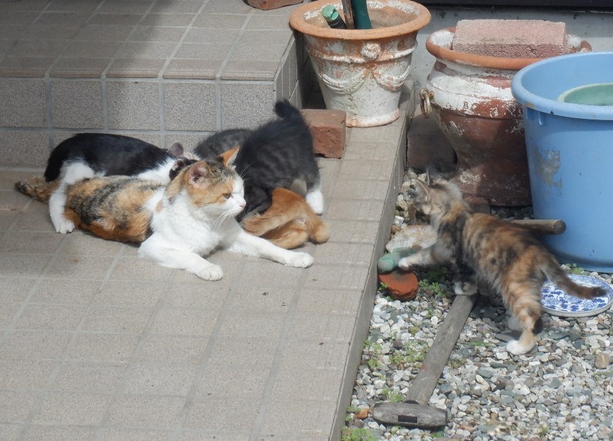 「ふるなび」で、長野県佐久市が飼い主のいない猫たちの大切な命を救うことを目的としたを目的としたクラウドファンディングプロジェクトへの寄附受付を開始。のサブ画像4_長野県佐久市に生息する猫たち