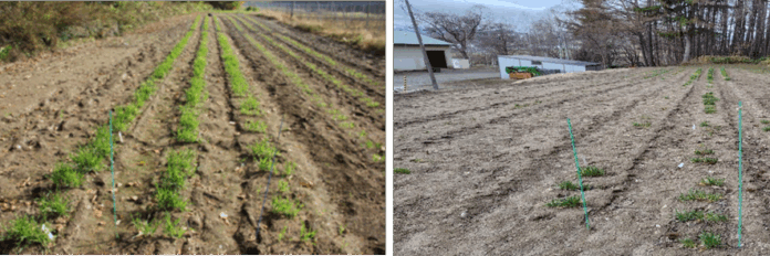 気候変動へ対応！寒冷地で夏の暑さを避け栽培するために越冬耐性の強い新たなビール大麦の品種開発を開始のメイン画像