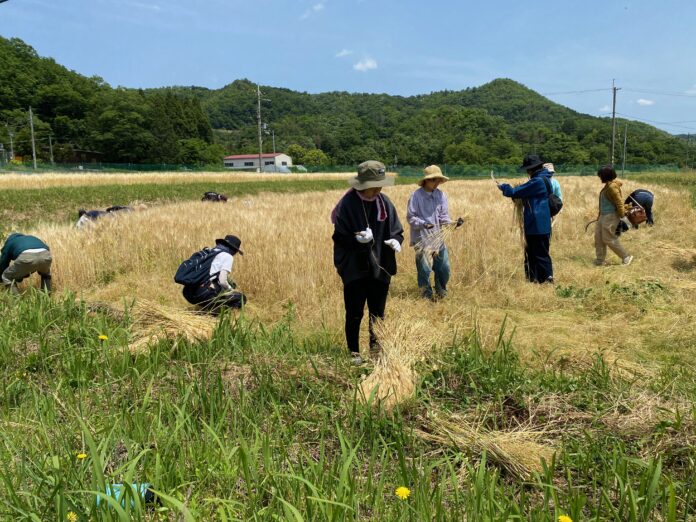 【残りわずか】杉の香りをまとったクラフトビールを仕込む1年体験のメイン画像